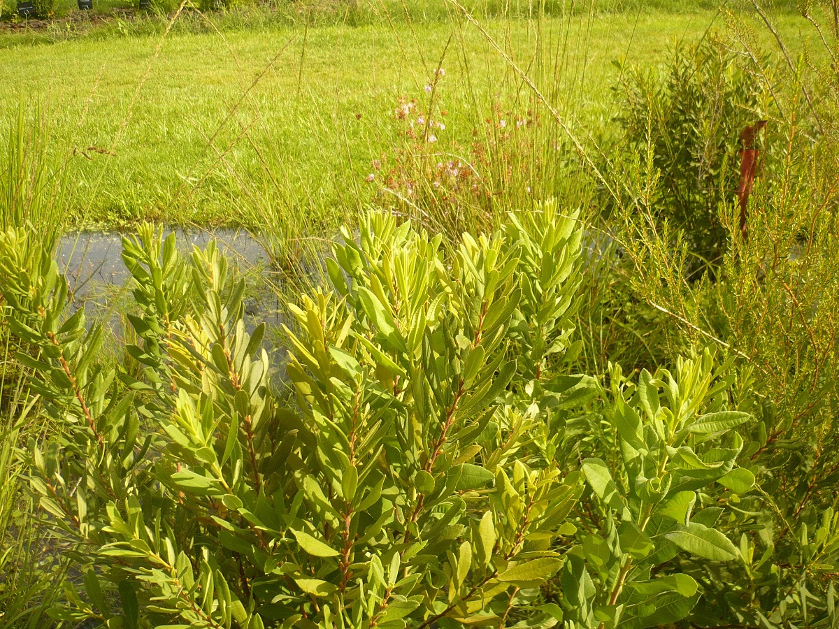 Myrica gale (Myricaceae)